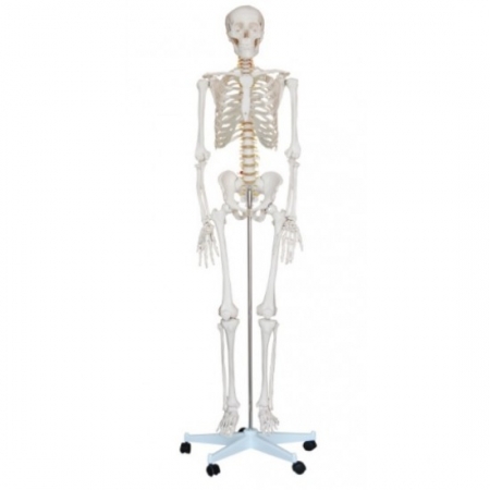 Kostra v životní velikosti s výškou 180 cm
