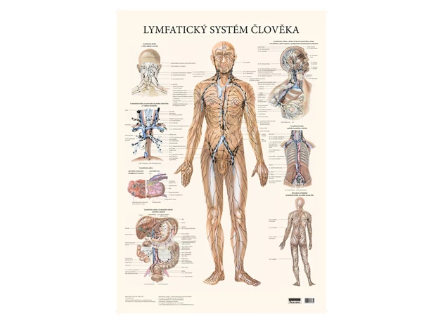 Lymfatický systém člověka 48x70cm