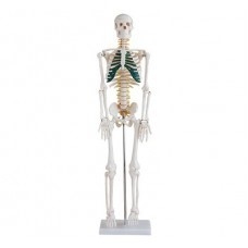 Středně velká kostra s míšními nervy, výška 85 cm