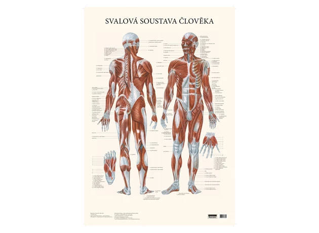 Svalová soustava člověka 48x70cm