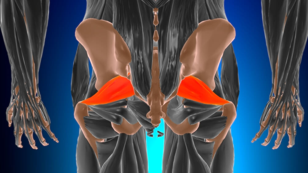 Hruškovitý sval (musculus piriformis) Hruškovitý sval (musculus piriformis)