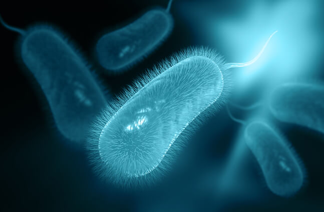 Helicobacter Pylori Helicobacter Pylori