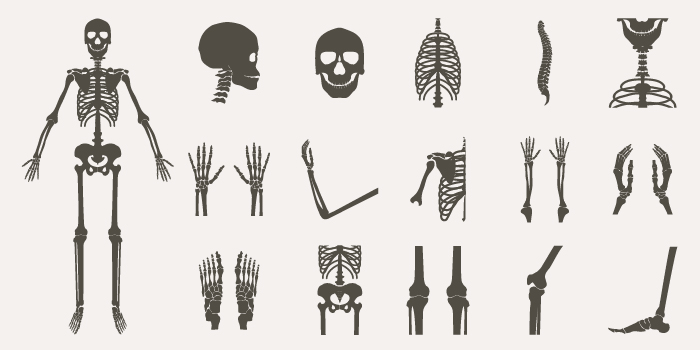 Kosti - naše sloupy života